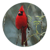 Cardinal