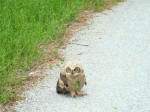Great horned owl