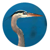 Heron